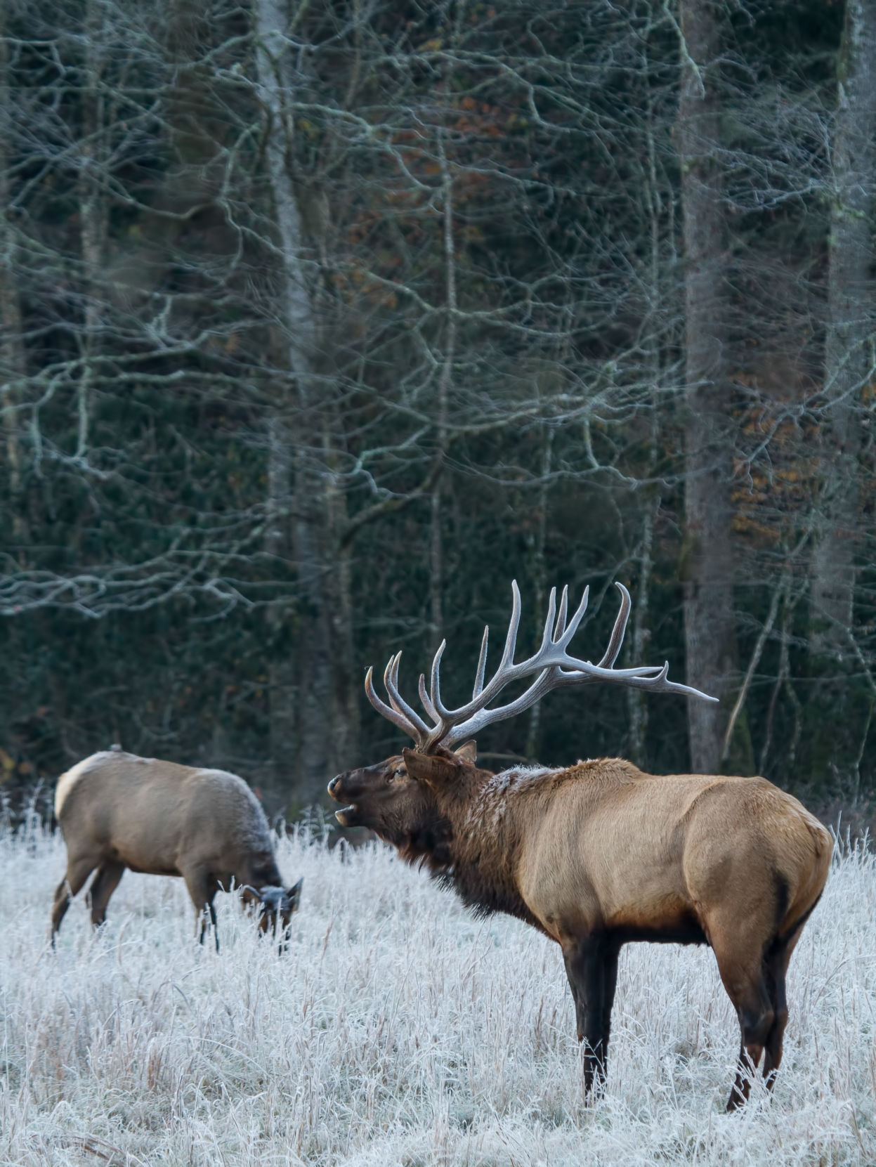 Smoky Mountain Elk